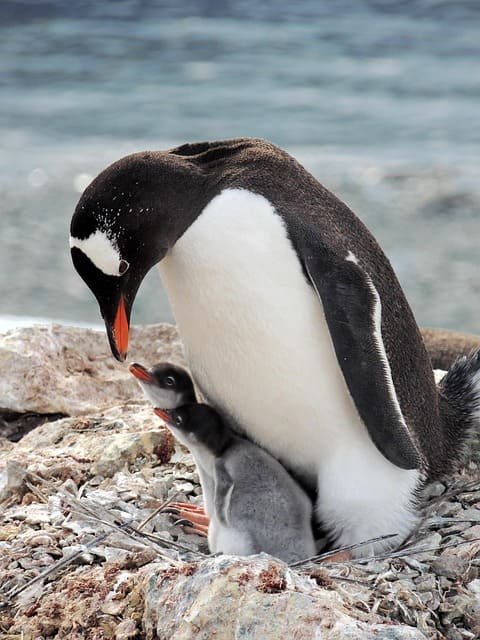 Penguin safaris in Punta Arenas Chile