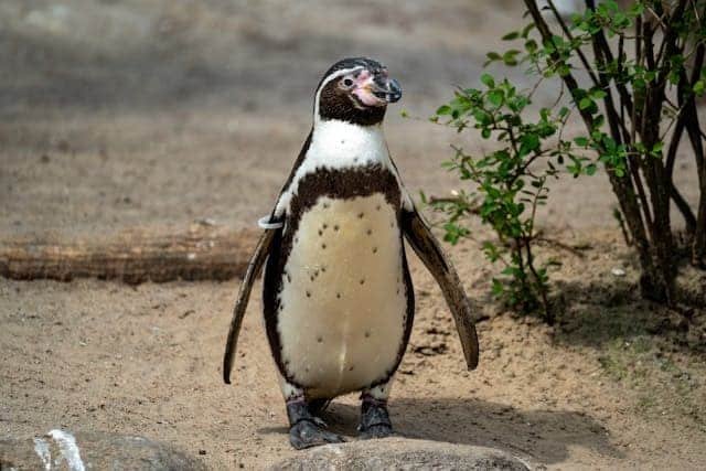 Penguin safaris in Punta Arenas Chile