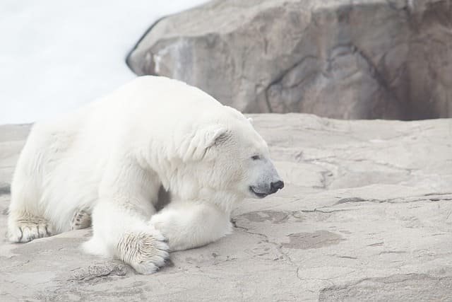 Polar bear tours in Churchill Canada