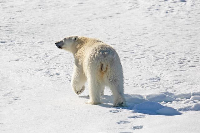 Polar bear tours in Churchill Canada