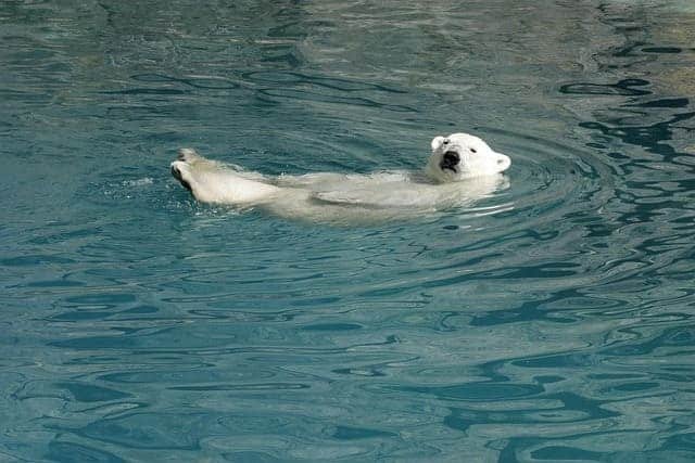 Polar bear tours in Churchill Canada