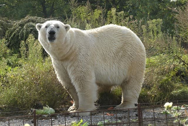 Polar bear tours in Churchill Canada