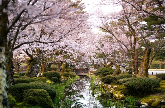 Romantic cherry blossom towns in Japan