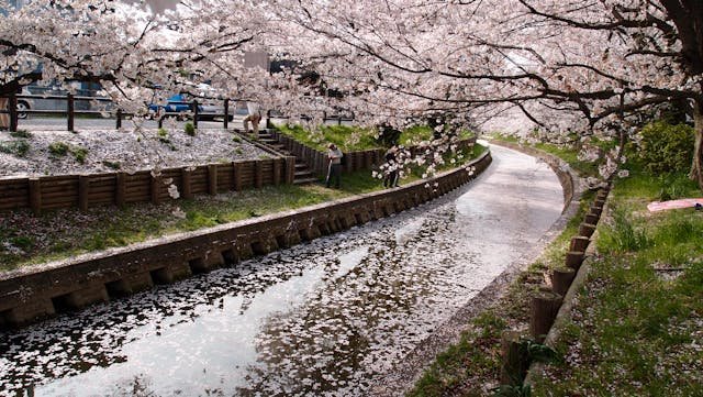 Romantic cherry blossom towns in Japan