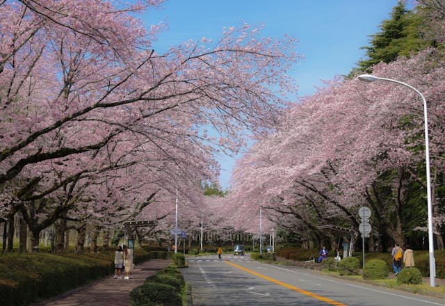 Romantic cherry blossom towns in Japan