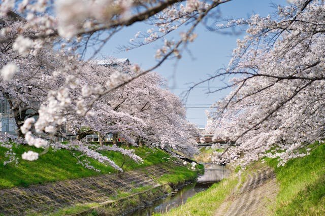 Romantic cherry blossom towns in Japan