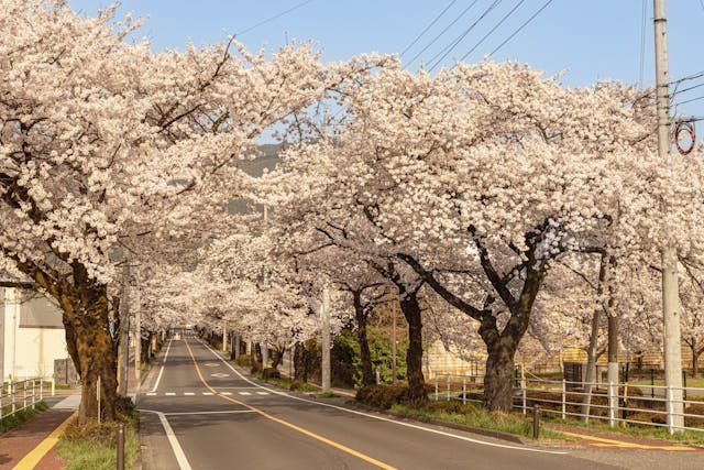 Romantic cherry blossom towns in Japan