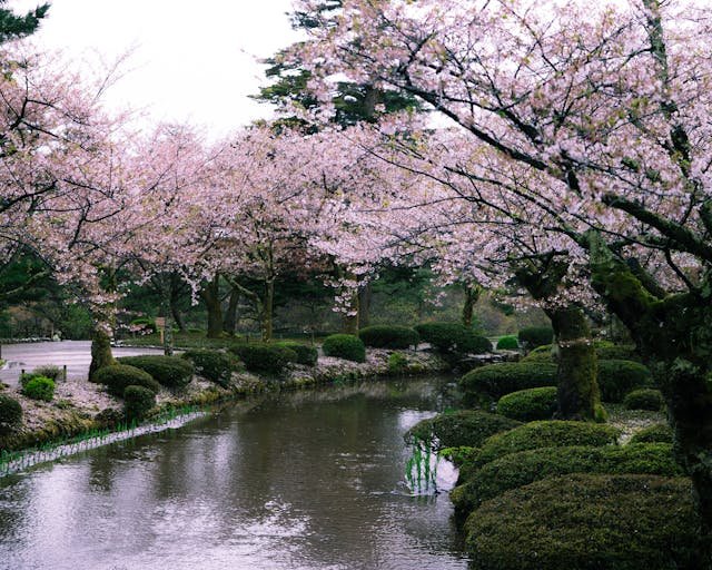 Romantic cherry blossom towns in Japan