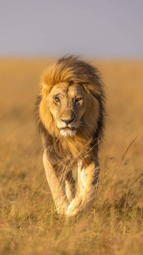Hidden Desert Lion Safaris in Namibia