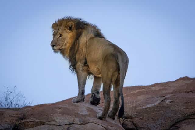 Hidden Desert Lion Safaris in Namibia