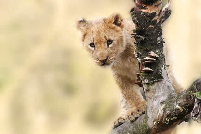 Hidden Desert Lion Safaris in Namibia
